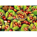 Chestnut segar kualitas terbaik